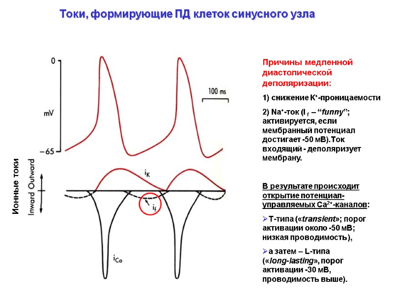 Причины медленной диастолической деполяризации: 1) снижение К+-проницаемости 2) Na+-ток (I f – Причины медленной диастолической деполяризации: 1) снижение К+-проницаемости 2) Na+-ток (I f –